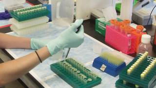 New Study Finds Unintended Consequences of CRISPR Gene Editing